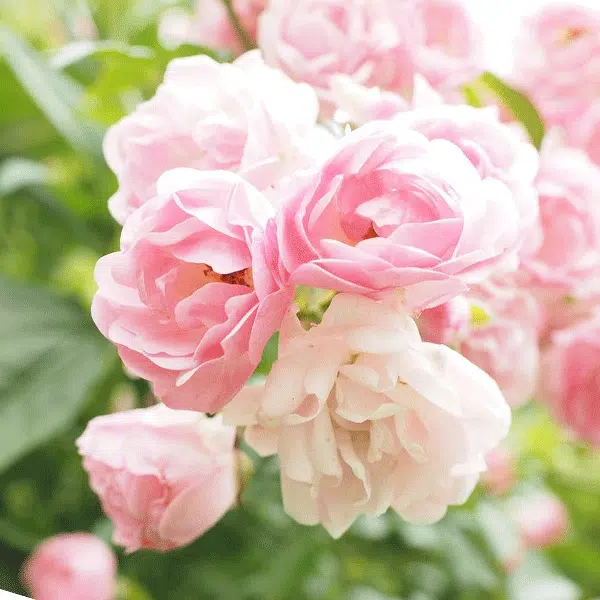 Jardinier paysagiste